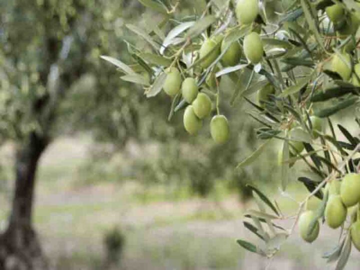 Olive Day 26.11. Παγκόσμια Ημέρα Ελιάς: Συμβόλου της Ειρήνης