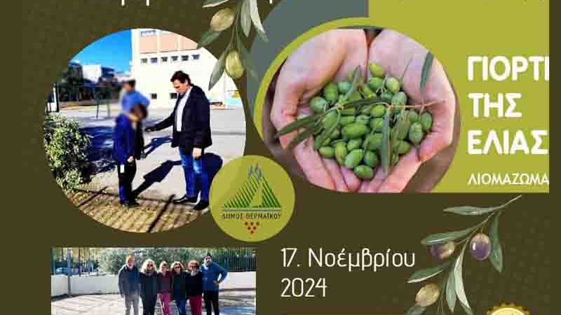 Olive Μάζεμα Ελιάς την Κυριακή 17 Νοεμβρίου