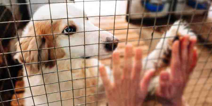 Management of stray animals: Ολοκληρωμένη Στρατηγική Διαχείρισης αδέσποτων 2025 3 Management of stray animals