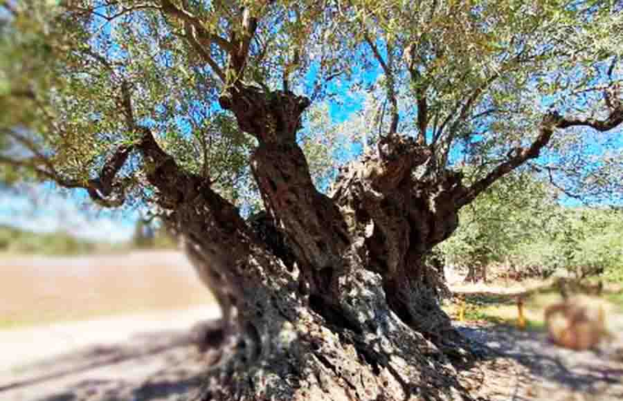 Perennial olive tree: Η Υπεραιωνόβια Ελιά της Απιδιάς 2025 4 Ελιά Απιδιάς Λακωνίας