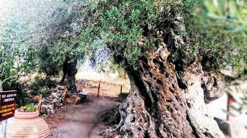 Perennial olive tree: Η Υπεραιωνόβια Ελιά της Απιδιάς 2025