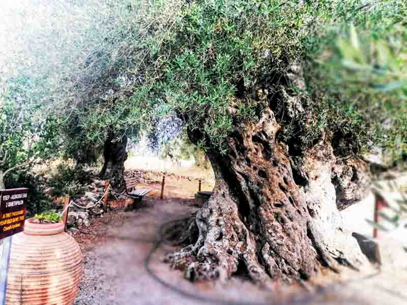Perennial olive tree: Η Υπεραιωνόβια Ελιά της Απιδιάς 2025