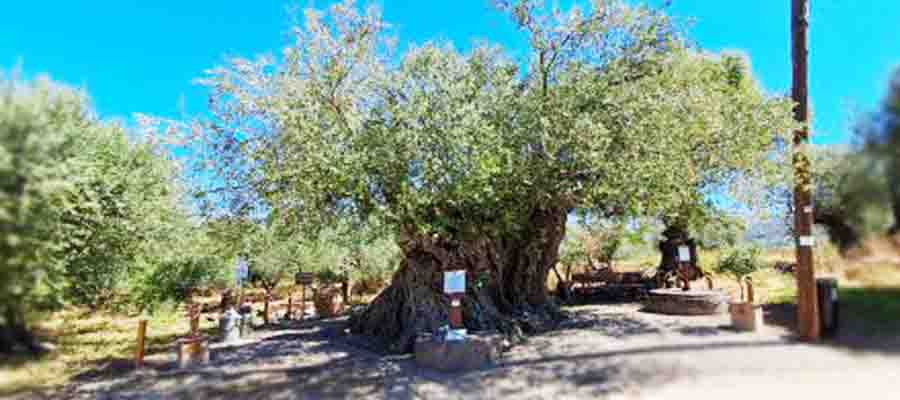 Perennial olive tree: Η Υπεραιωνόβια Ελιά της Απιδιάς 2025 3 Μνημείο Φύσης Υπεραιωνόβια Ελιά