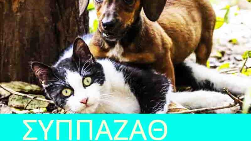 Management of stray animals: Ολοκληρωμένη Στρατηγική Διαχείρισης αδέσποτων 2025