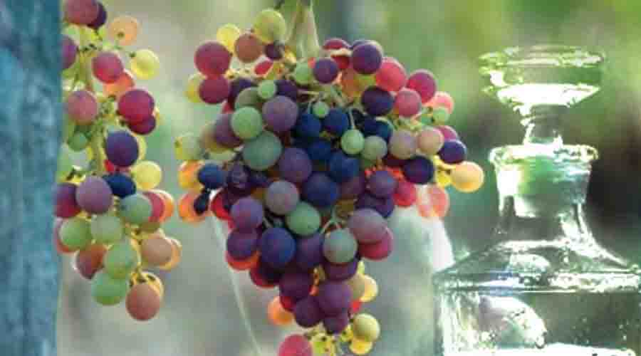 Tsipouro Festival Γιορτή Τσίπουρου Νέας Κερασιάς 2025: Παράδοση, Γεύση και Μουσική. 2 Tsipouro Festival