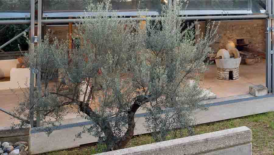 Olive Museum Το Μουσείο Ελιάς και Ελληνικού Λαδιού στη Σπάρτη 1 μοναδικό στην Ελλάδα. 2 Olive Museum