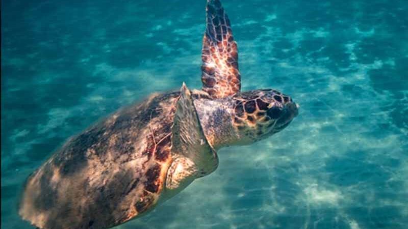 Caretta Caretta Η παραλία μπροστά από το Pansion Koroni L’Antic: εκεί όπου η φύση γράφει τη δική της ιστορία 2026