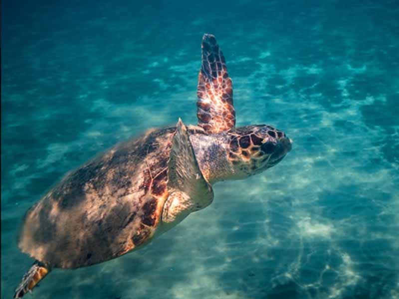 Caretta Caretta Η παραλία μπροστά από το Pansion Koroni L’Antic: εκεί όπου η φύση γράφει τη δική της ιστορία 2026