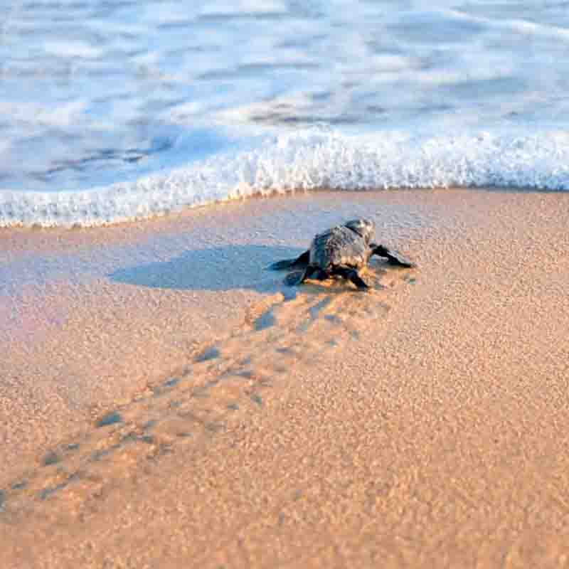 Caretta Caretta Η παραλία μπροστά από το Pansion Koroni L’Antic: εκεί όπου η φύση γράφει τη δική της ιστορία 2026 3 Caretta Caretta