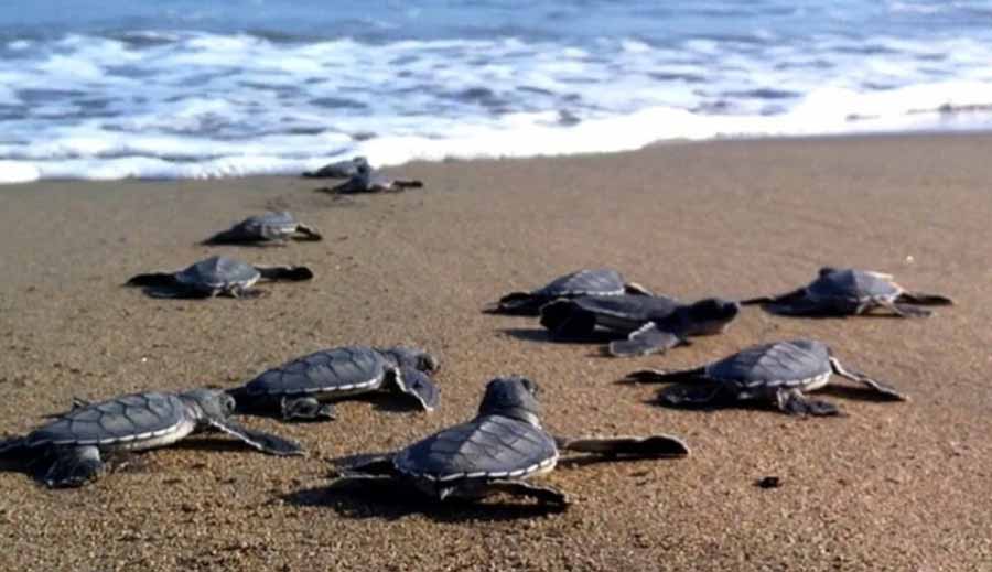 Caretta Caretta Η παραλία μπροστά από το Pansion Koroni L’Antic: εκεί όπου η φύση γράφει τη δική της ιστορία 2026 2 Koroni Beach Turtles Caretta Caretta