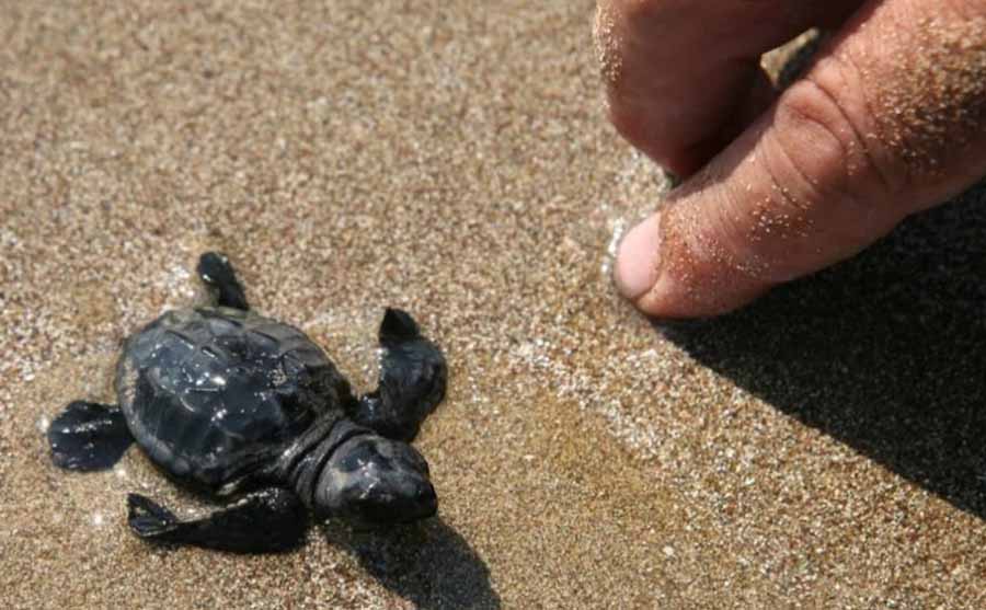 Caretta Caretta Η παραλία μπροστά από το Pansion Koroni L’Antic: εκεί όπου η φύση γράφει τη δική της ιστορία 2026 5 Zagka Beach Koroni Messinia