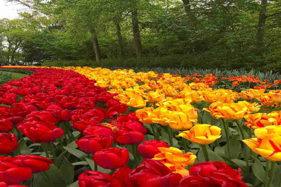 Keukenhof Garden 2026: Ο Απόλυτος Οδηγός για την Ανοιξιάτικη Επίσκεψή σου στην Ολλανδία 3 Display of Tulips Keukenhof