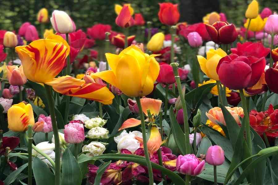 Keukenhof Garden 2026: Ο Απόλυτος Οδηγός για την Ανοιξιάτικη Επίσκεψή σου στην Ολλανδία 4 Keukenhof Flowers