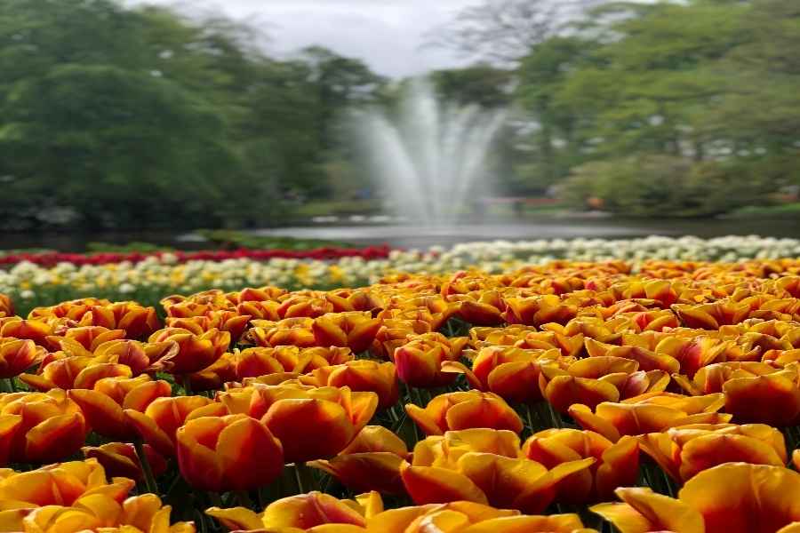 Keukenhof Garden 2026: Ο Απόλυτος Οδηγός για την Ανοιξιάτικη Επίσκεψή σου στην Ολλανδία 2 Keukenhof Garden