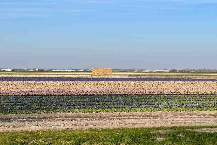 Keukenhof Garden 2026: Ο Απόλυτος Οδηγός για την Ανοιξιάτικη Επίσκεψή σου στην Ολλανδία 7 Tulip Fields Keukenhof