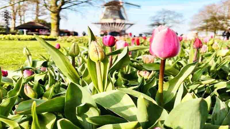 Keukenhof Garden 2026: Ο Απόλυτος Οδηγός για την Ανοιξιάτικη Επίσκεψή σου στην Ολλανδία