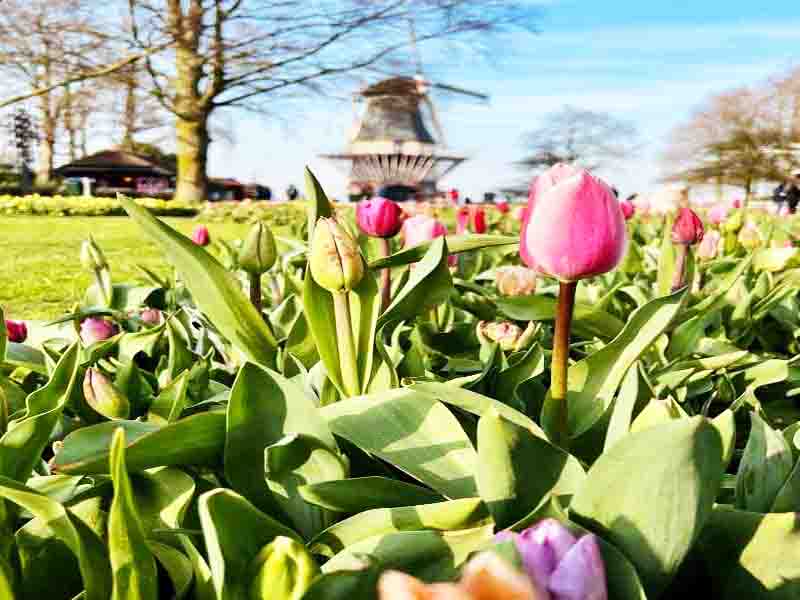 Keukenhof Garden 2026: Ο Απόλυτος Οδηγός για την Ανοιξιάτικη Επίσκεψή σου στην Ολλανδία