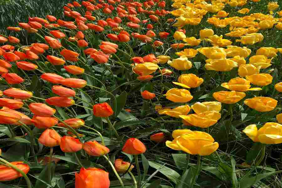 Keukenhof Garden 2026: Ο Απόλυτος Οδηγός για την Ανοιξιάτικη Επίσκεψή σου στην Ολλανδία 6 Τουλίπες στο Keukenhof