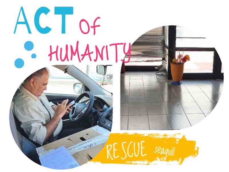 Act of Humanity Πράξη Ανθρωπιάς στην Περαία: Ο τραυματισμένος γλάρος και η συγκινητική διάσωση στο ΚΑΠΠΑ 2000