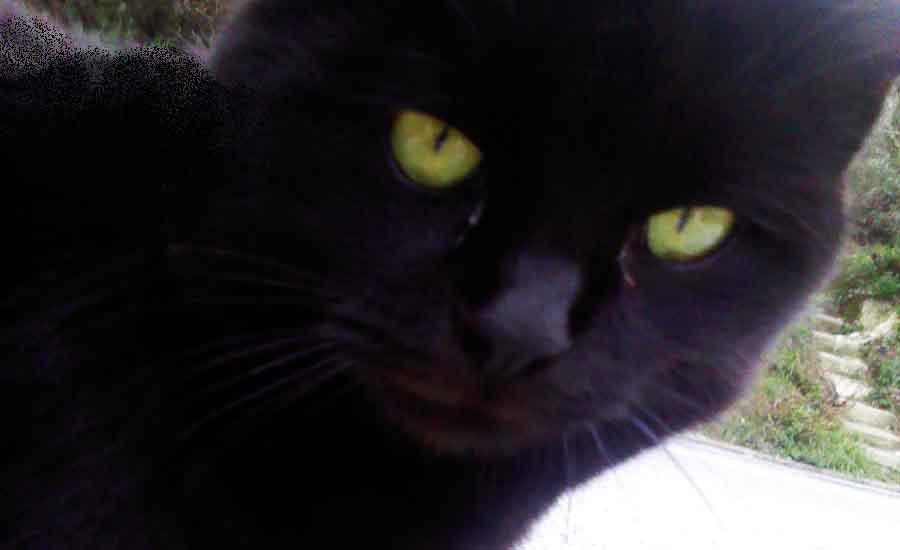 World Cat Day