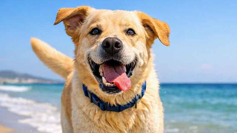 World Dog Day 26η Αυγούστου: Παγκόσμια Ημέρα των Σκύλων