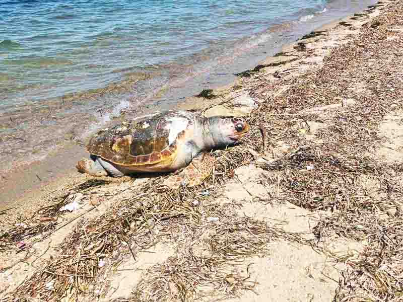 Dead sea turtle Peraia Νεκρή θαλάσσια χελώνα ξεβράστηκε στις ακτές της Περαίας — και άλλα περιστατικά το 2026 προκαλούν ανησυχία 2 Dead sea turtle Peraia