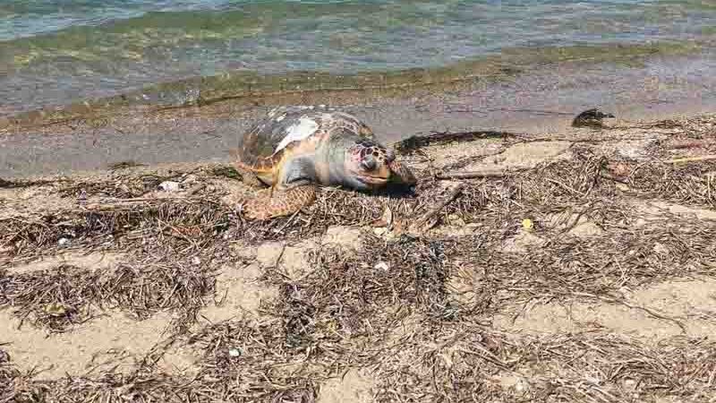 Dead sea turtle Peraia Νεκρή θαλάσσια χελώνα ξεβράστηκε στις ακτές της Περαίας — και άλλα περιστατικά το 2026 προκαλούν ανησυχία