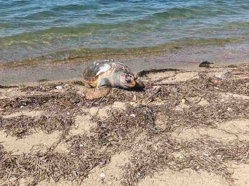 Dead sea turtle Peraia Νεκρή θαλάσσια χελώνα ξεβράστηκε στις ακτές της Περαίας — και άλλα περιστατικά το 2026 προκαλούν ανησυχία